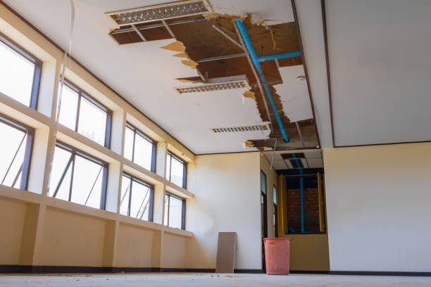 Best Water damage contractors near me  in Rogersville, AL