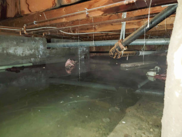Best Flooded house restoration  in Rogersville, AL