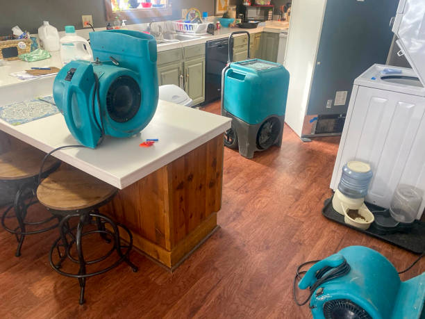 Best Water damage restoration experts  in Rogersville, AL
